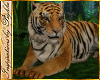 I~Playful Bengal Tiger