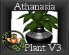 ~QI~ Athanasia Plant V3