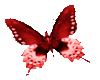 Butterfly-Red