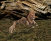 Lion With Baby lion