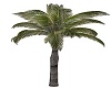 Wavering Palm Tree Ani
