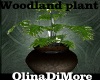 (OD) Woodland potplant