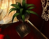 ARABCA-plants