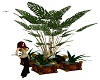 B.B. Designs Plants