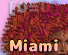 [0=0]Miami Amma