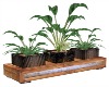 MDM~My Choice Plant Set