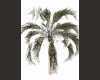 Palm Tree MESH