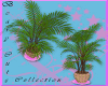 {RAW}B.C. Plant Girl