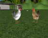 (S)Standing chickens