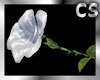 ^CS^ White Silk Rose
