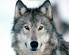 GREY WOLF