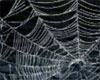 Creepy Halloween Cobweb