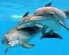 Dolphin family