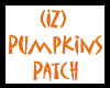(IZ) Pumpkins Patch