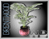 (W) Brentwood Palm