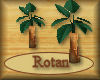 [my]Rotan Palm Plant