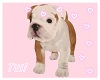 Bully dog ♡