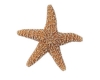 flying starfish