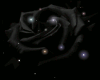 black rose ani