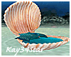 Under Sea Shell Bed