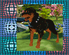 The_Rottweiler