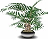 Steel Potted Dracaena