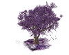 Purple Blossum Tree