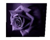 purple rose 