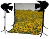 sunflower photo shoot