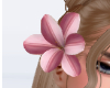 lilly flower