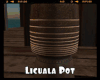 *Licuala Pot