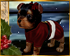 I~Yorkie Puppy*Santa