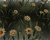 FLOWER GRASS DAISYS