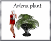 (AG)Arlena plant