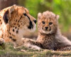 [Cherry] Cheetahs