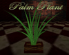 [E.K] Palm Plant