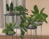 Modern Indoor plants set