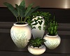 M♥Potted plants2