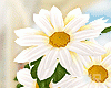 Bouquet  Daisy Bouquet