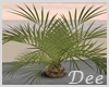Mini Palm Tree