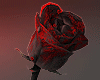 H! Bloody Rose 🌹