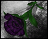 [xS9x] Rose - Sceptre