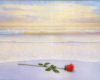 ~N~ Single Rose On Beach