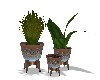 C* pot de plantes