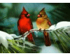 Mistical Cardinal Birds