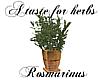 Herbs: Rosmarinus