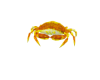 Under the Sea Crab