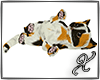 ||X|| Calico Kitten