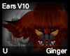 Ginger Ears V10
