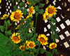Backyard -Sunflowers